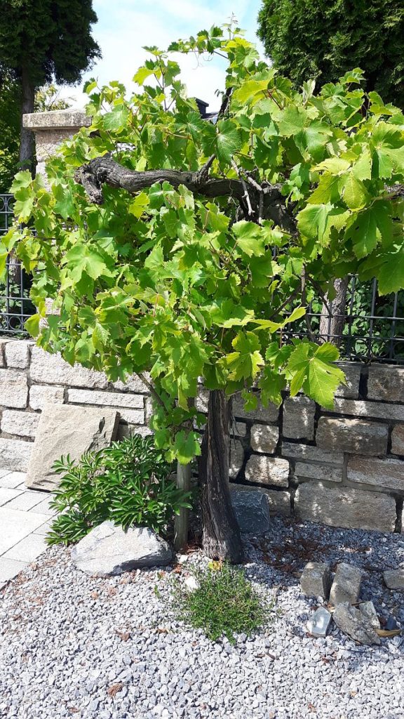 Vitis �Sorte� (Echter Weinstock) Pflanze der Woche aus