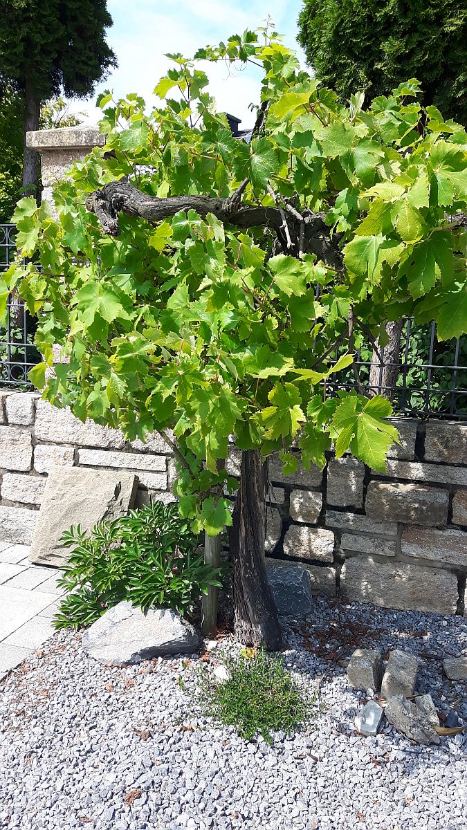 Baum Pflanzen Anbinden